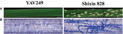 Characterization of a new splicing variant of powdery mildew resistance gene Pm4 in synthetic hexaploid wheat YAV249